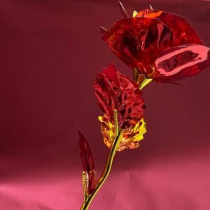 bicolour roses.