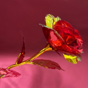 bicolour roses
