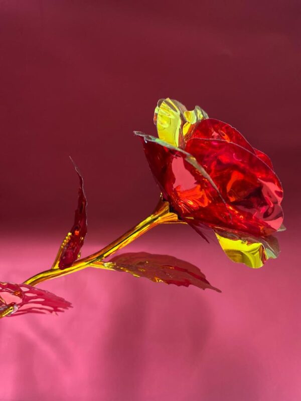 bicolour roses