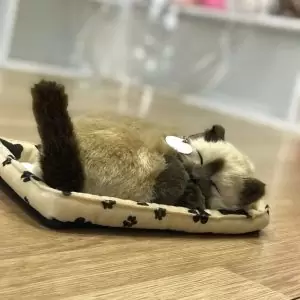 gatitos interactivos peluche adorables