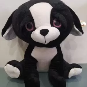 teddy dog